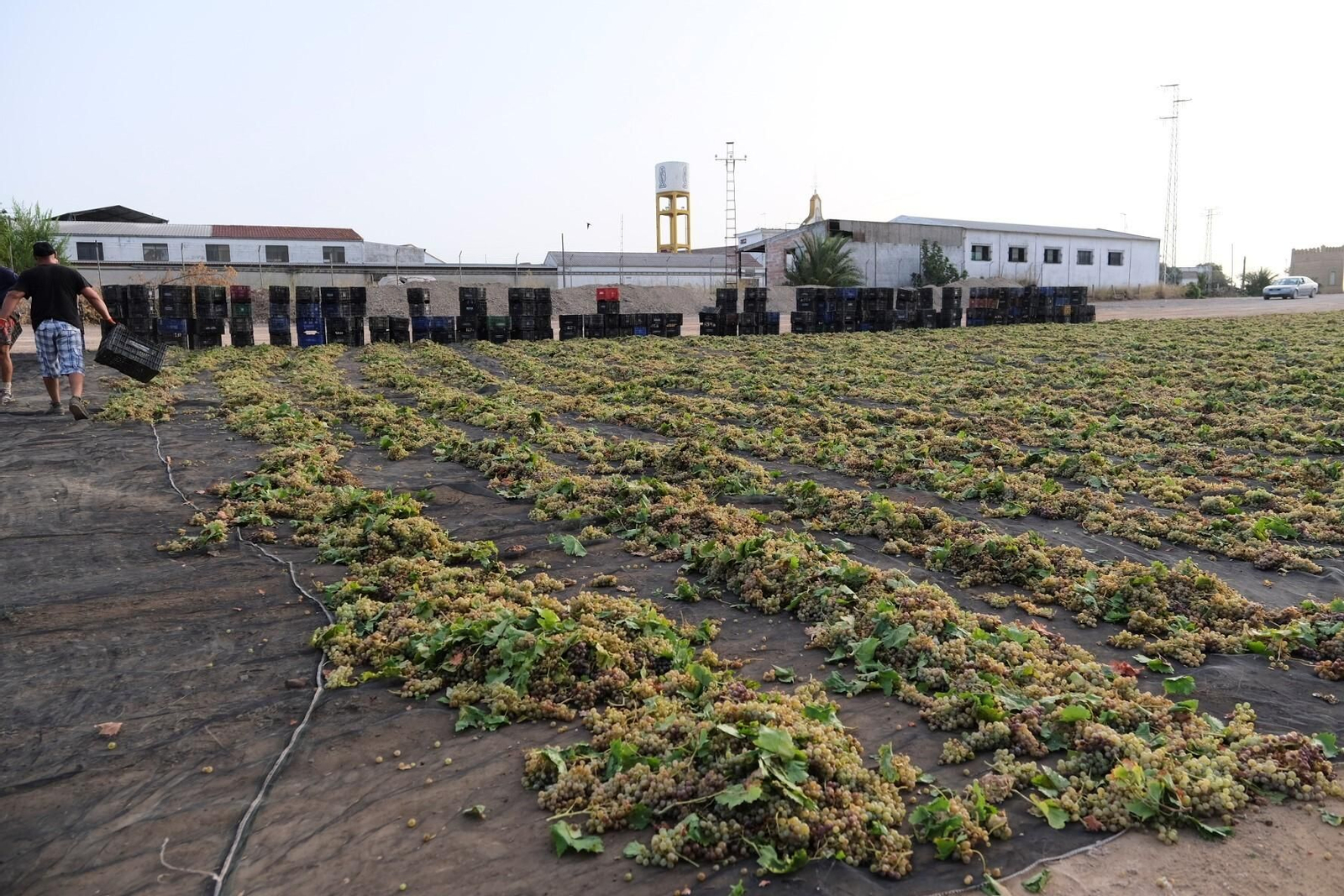 La vendimia en una pasera de Montilla-Moriles, en fotografías