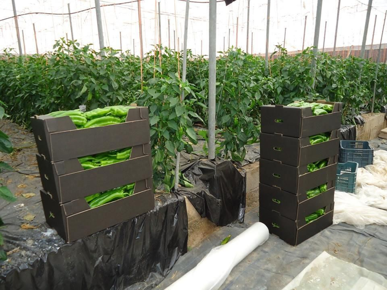 Una finca almeriense de pimientos