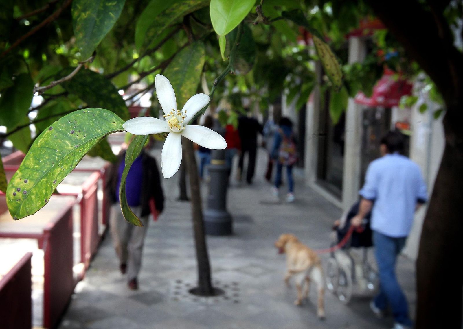 El esperado azahar es la flor de la Cuaresma