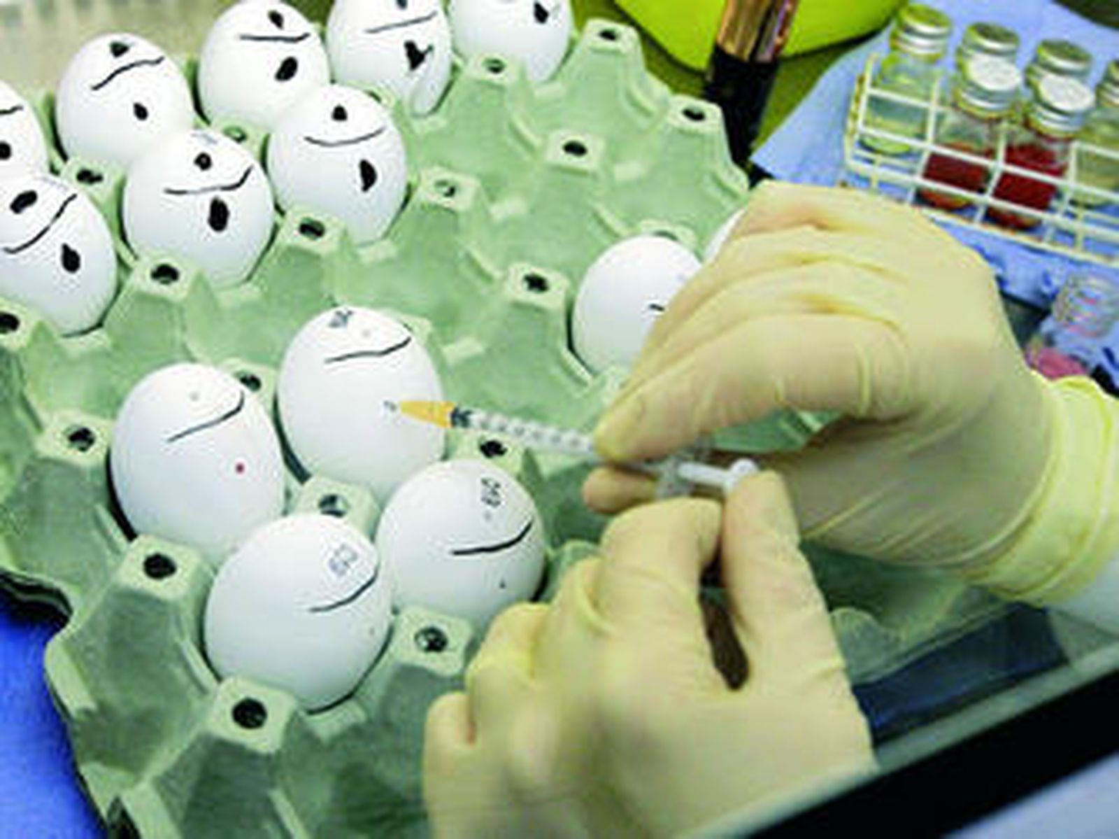 Inoculación del virus de la gripe aviar en un laboratorio británico.