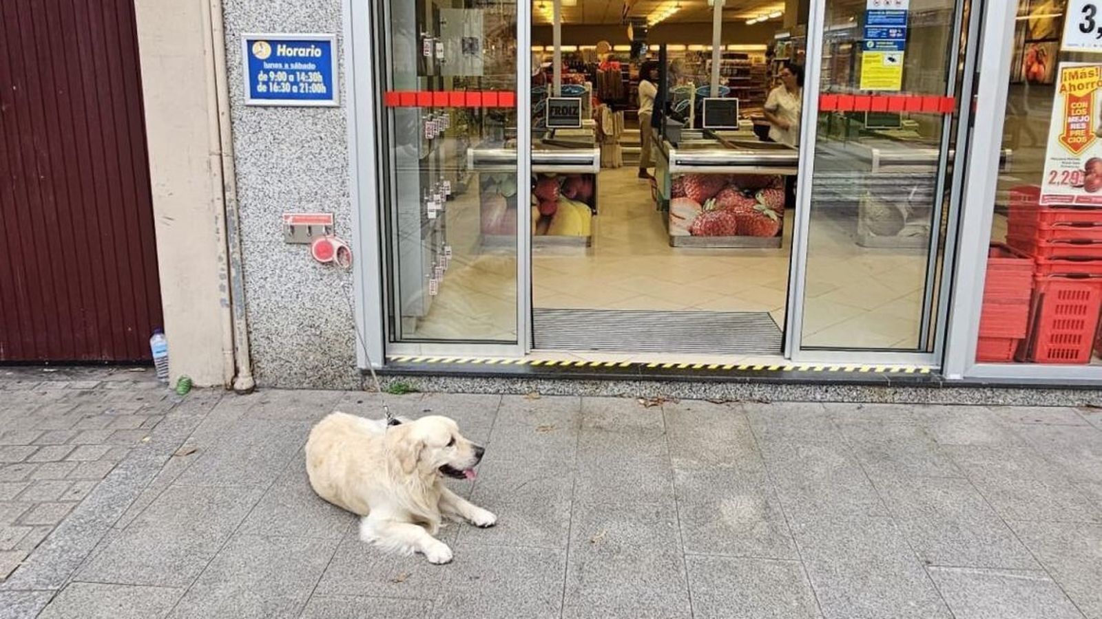 Galicia exige al Gobierno que revise las sanciones de la nueva Ley de bienestar animal por "desproporcionadas"