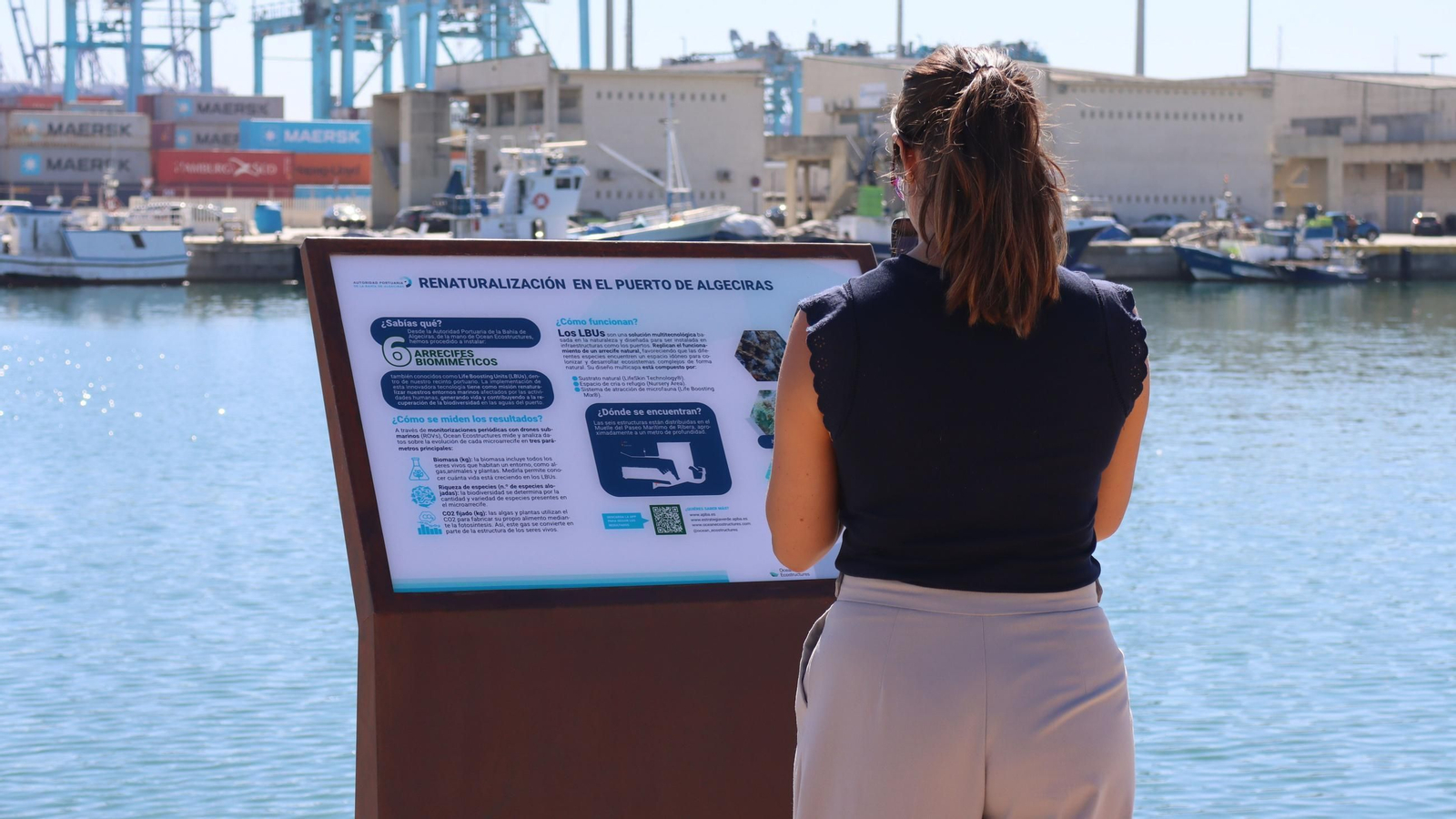 Aumenta un 81% la riqueza biológica en los arrecifes biomiméticos instalados en el muelle del Llano Amarillo.