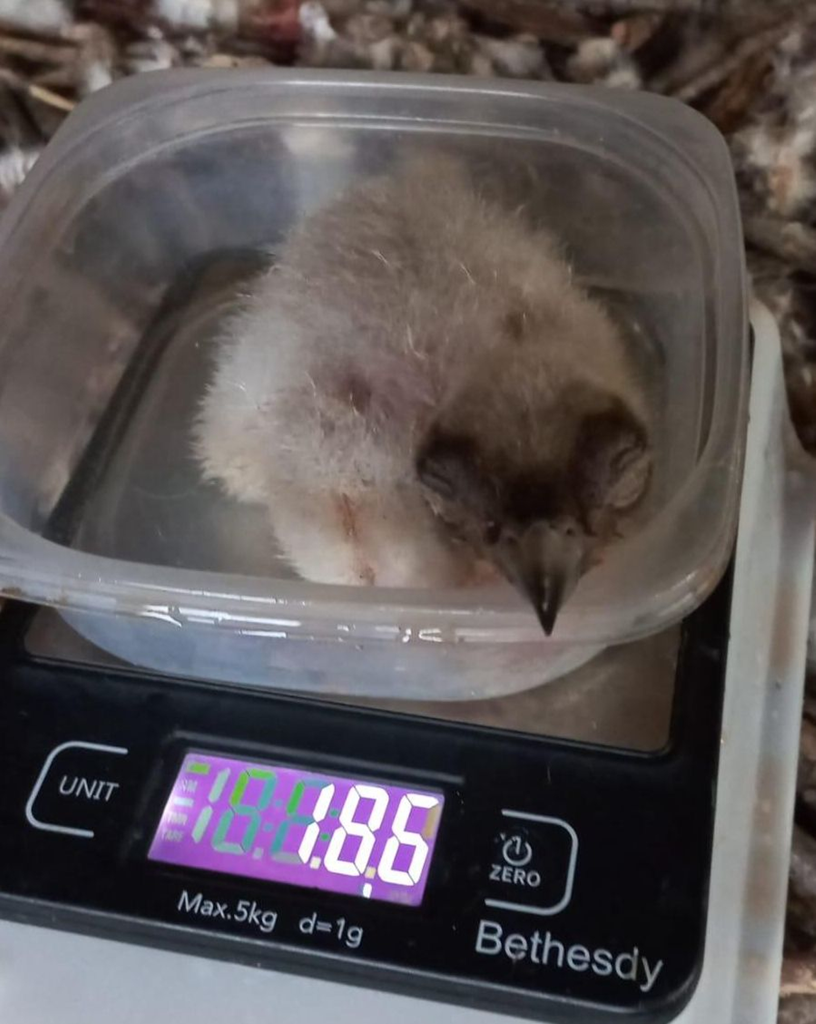 El pollo de quebrantahuesos, en uno de los controles.