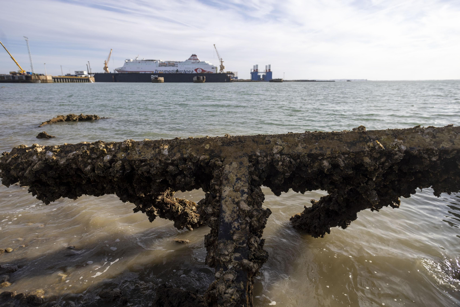 Las imágenes del mal estado de los paseos de Cádiz