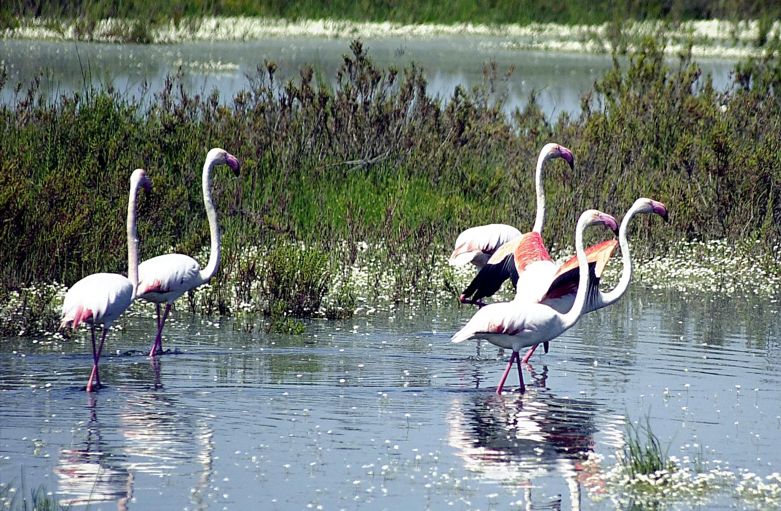 Parque Nacional de Doñana: ¿por qué se llama así?