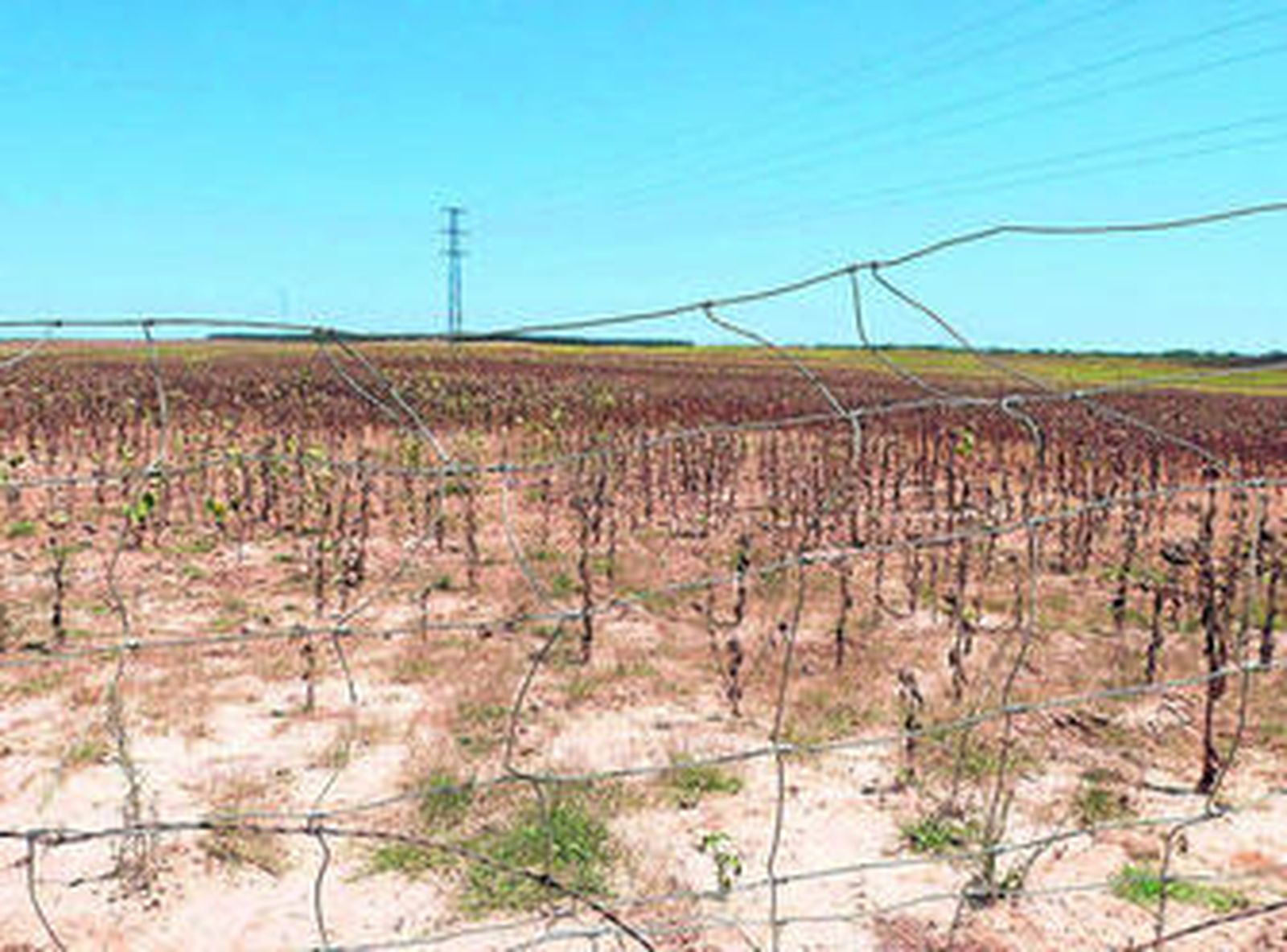 Parte del terreno adquirido por el Consistorio hace siete años en la Dehesa de Santa María.