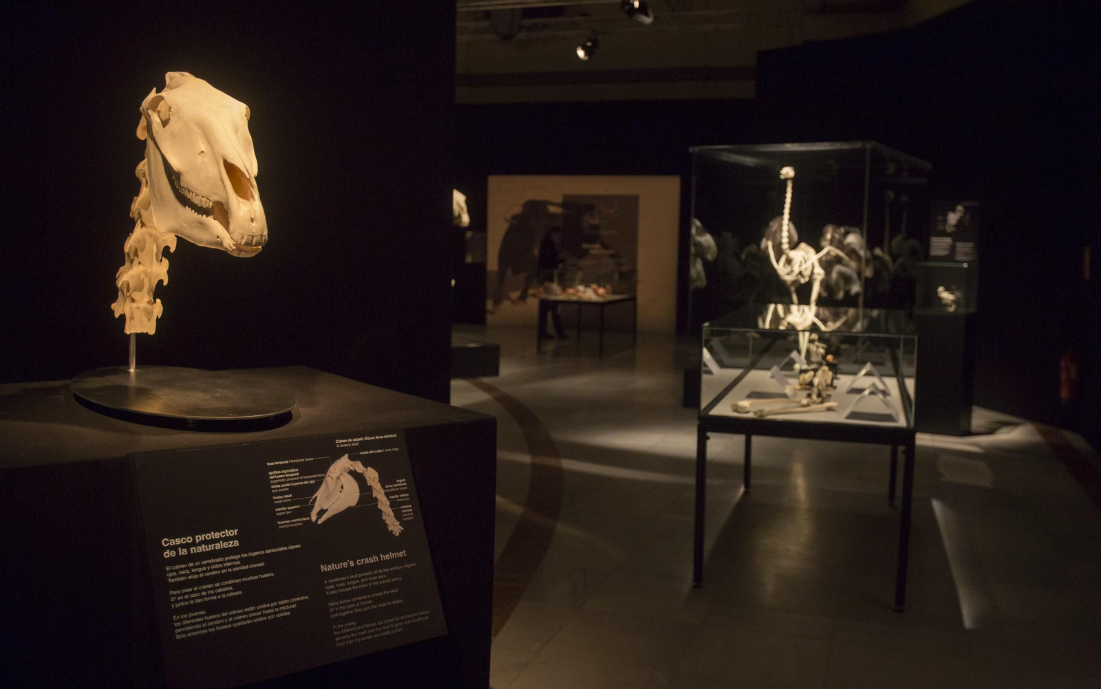 La exposición 'Animal Inside Out', en Sevilla