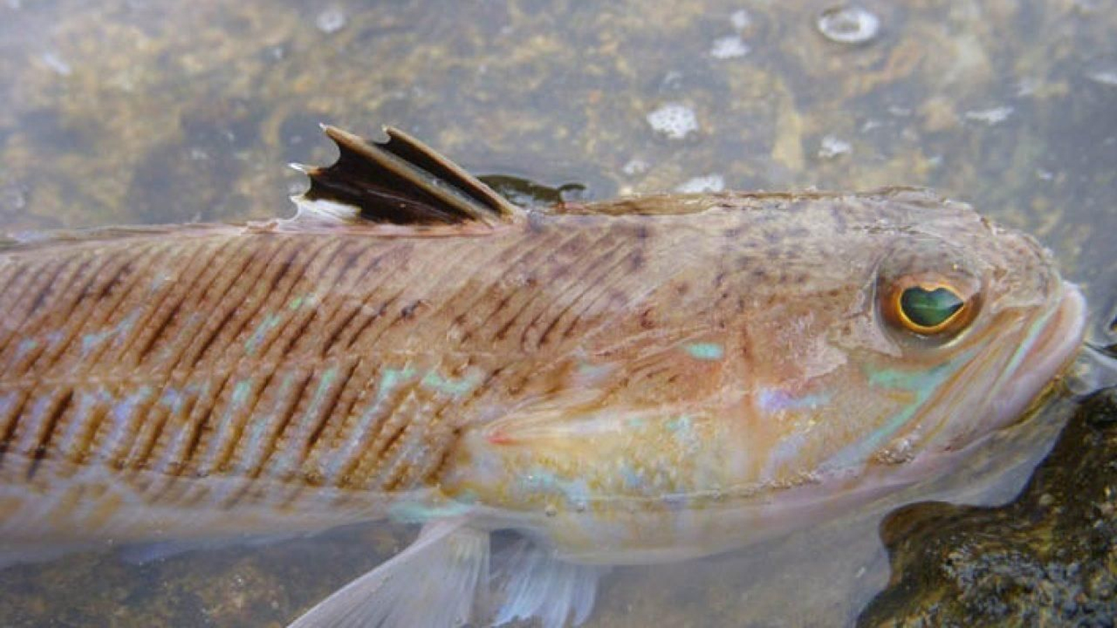 El vídeo viral sobre cómo actuar ante la picadura de un pez araña
