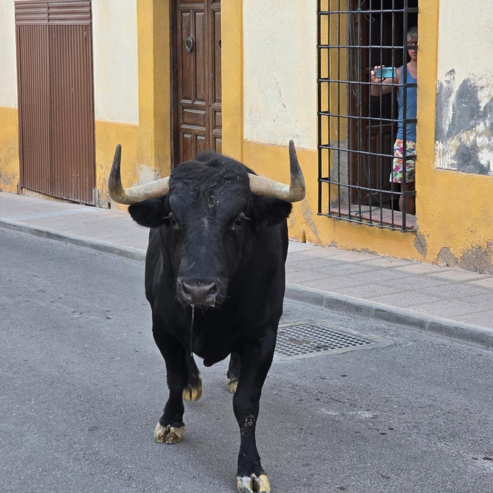 Res brava durante las fiestas taurinas de Castellar. Res brava durante las fiestas taurinas de Castellar.