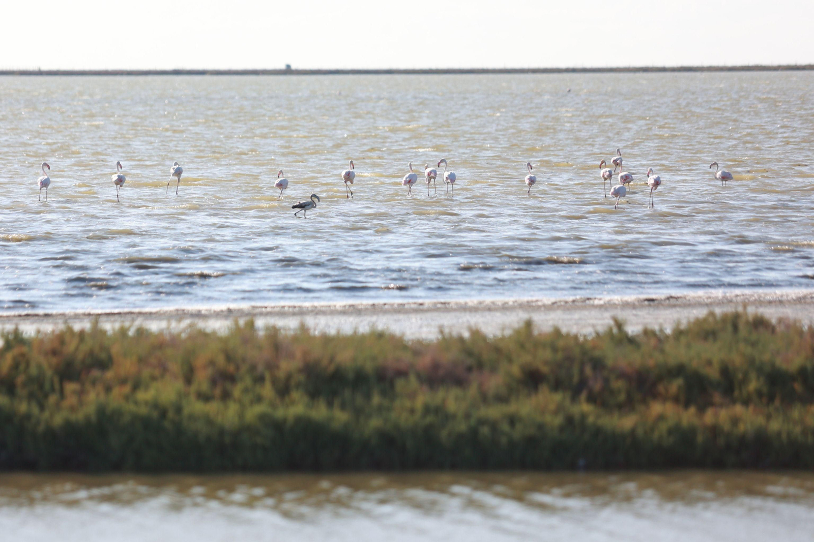Imagen de una de las masas de agua en Doñana.