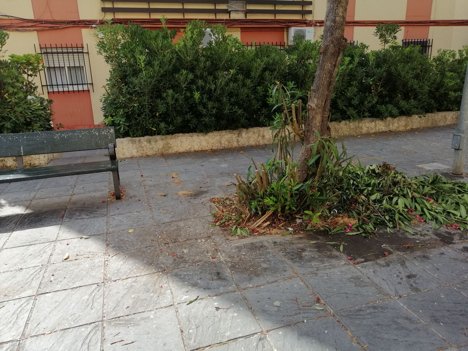 Imagen de uno de los alcorques de la Plazoleta Maestro Juan Pinto.