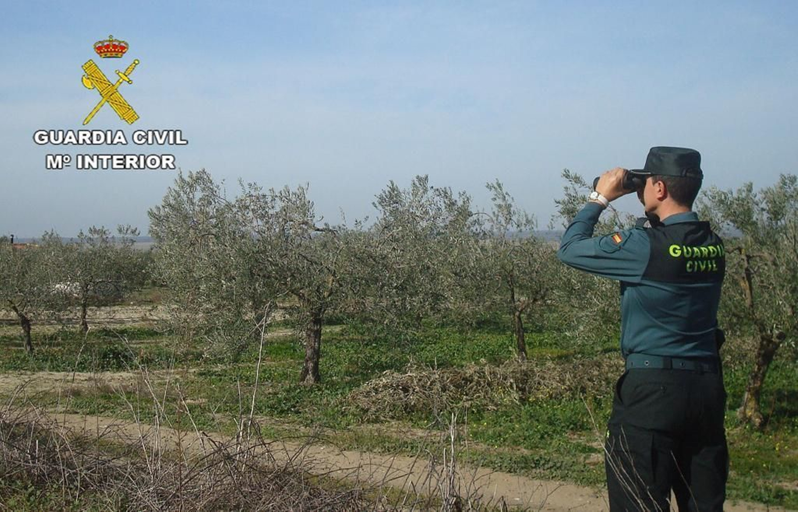 Un agente de la Guardia Civil observa una finca de olivos.