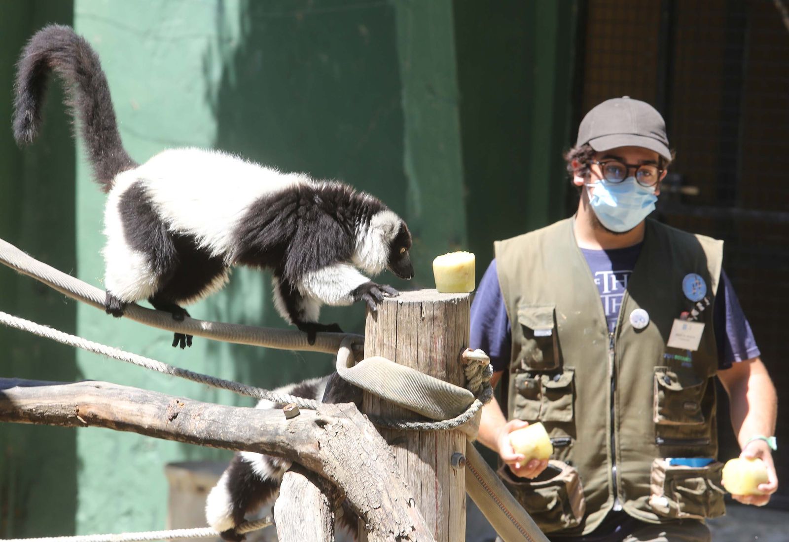 Un empleado del Zoo ofrece helados de frutas a los animales el pasado verano.