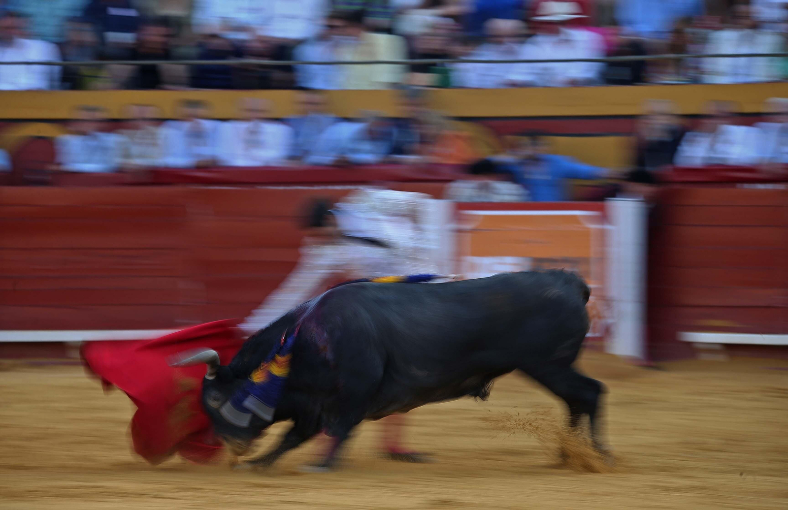 Fotos de la corrida del sábado de la Feria Taurina de Algeciras 2023: Antonio Ferrera, Manuel Escribano y Miguel Ángel Pacheco
