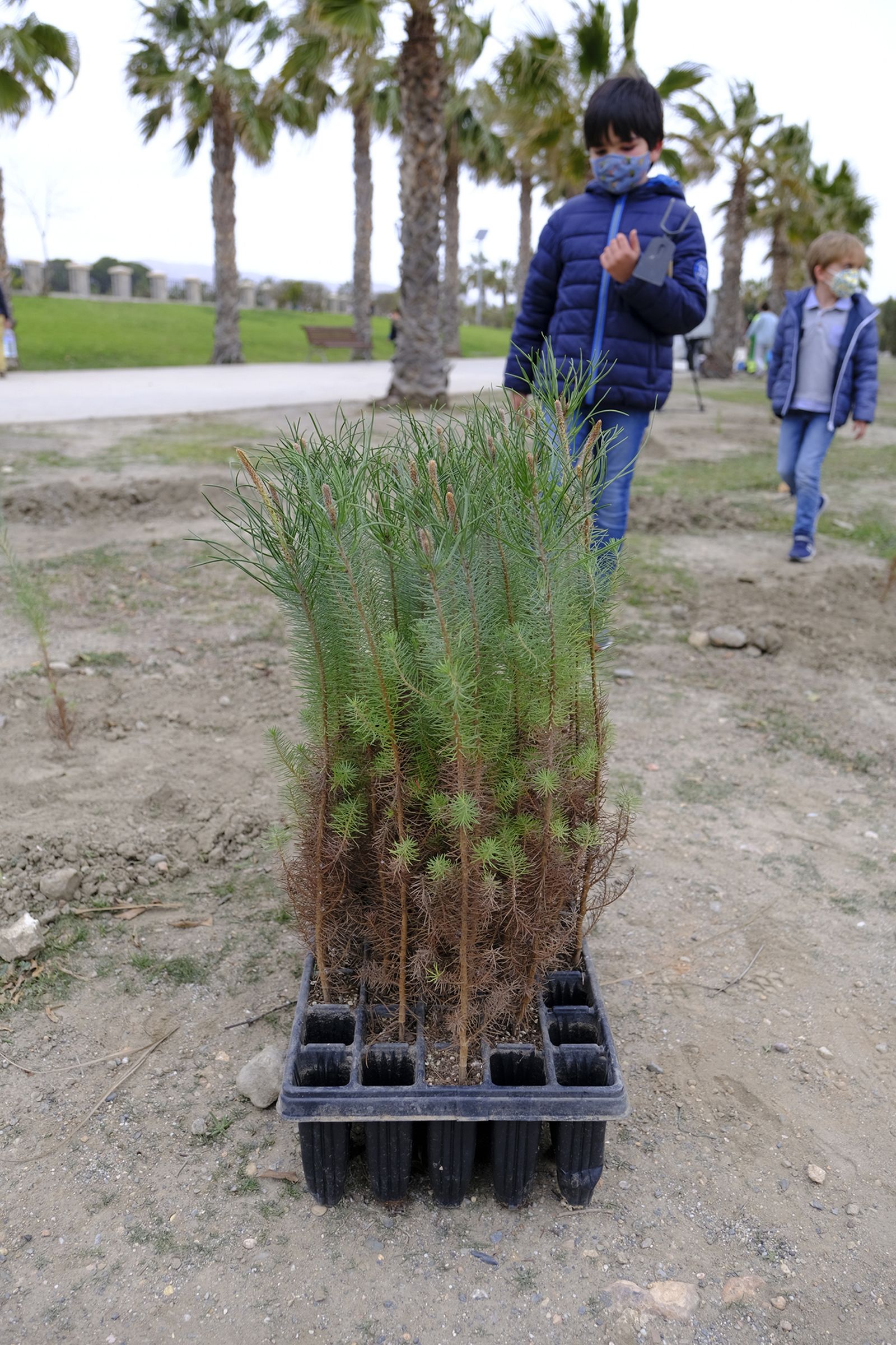 Plantación de árboles en el Parque del Andarax. Día de Andalucía.