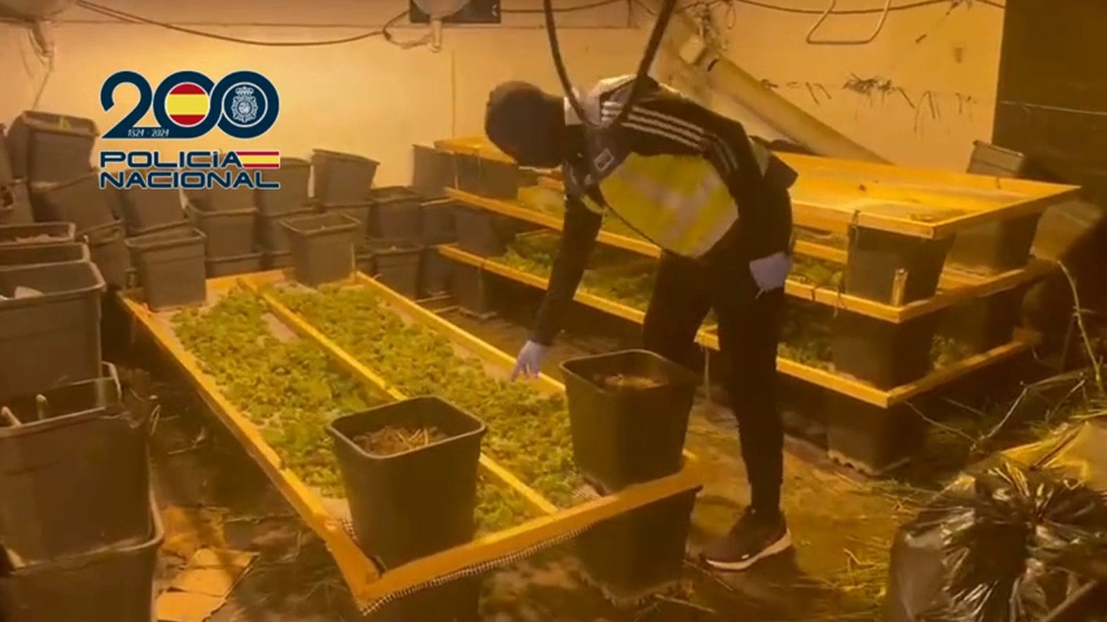 La Policía Nacional desarticula en Jerez una plantación de marihuana oculta en una nave industrial