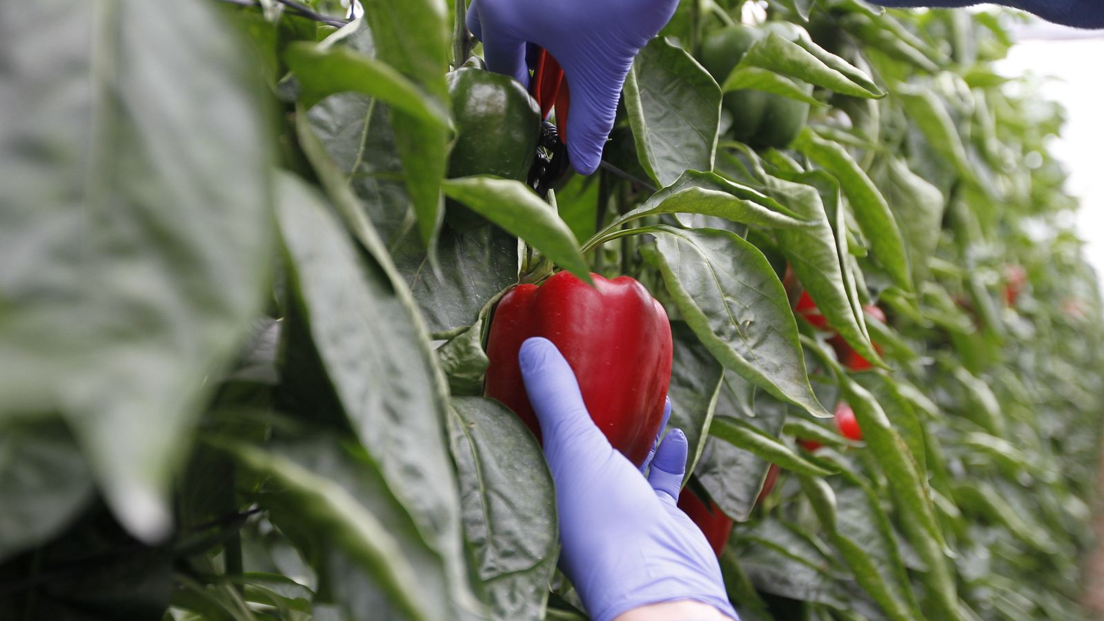 Pimiento de Dalías.