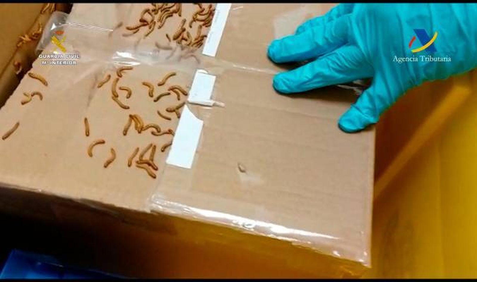 Gusanos saliendo de uno de los paquetes