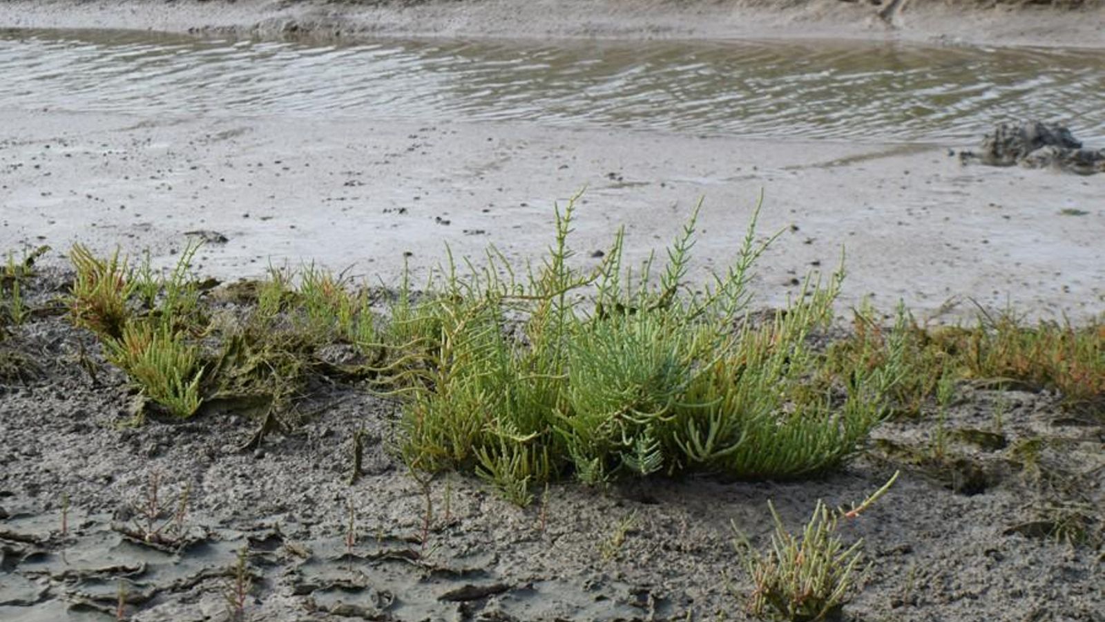 Detalle de Salicornias.