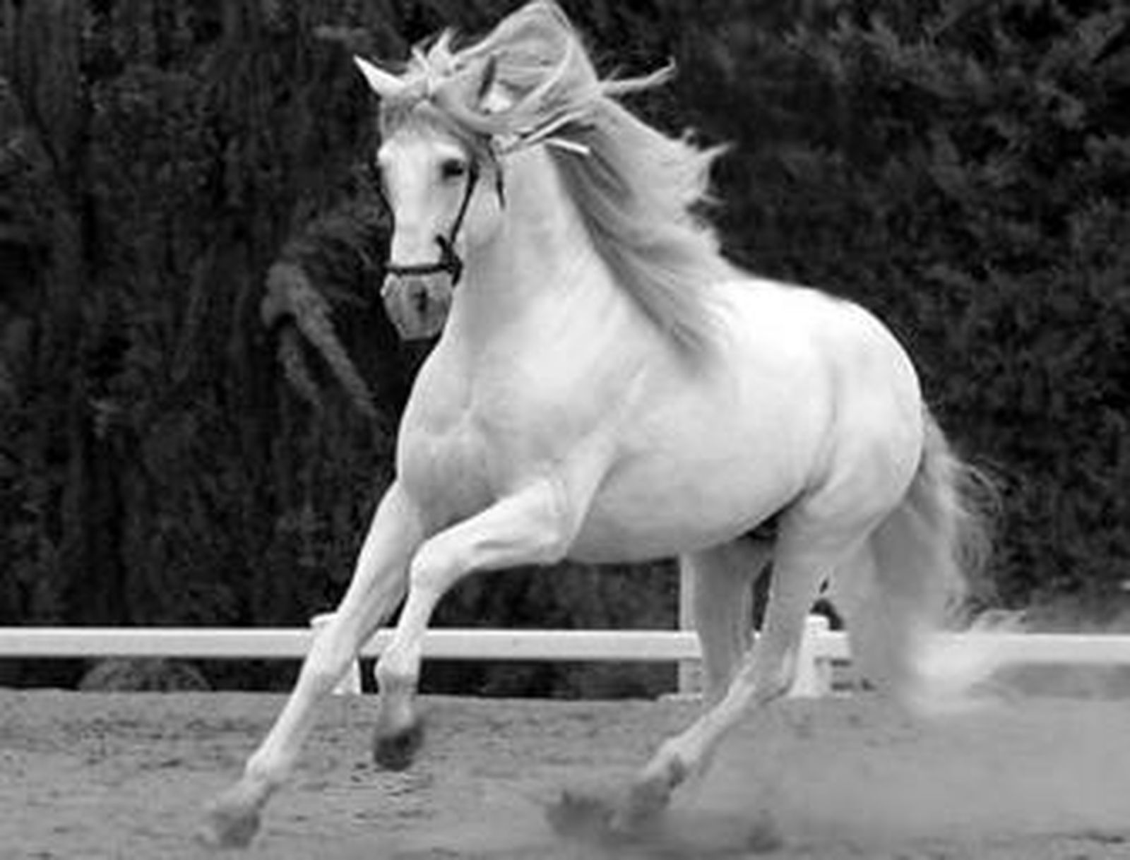 Imagen retrospectiva del semental 'Clásico Mac'.