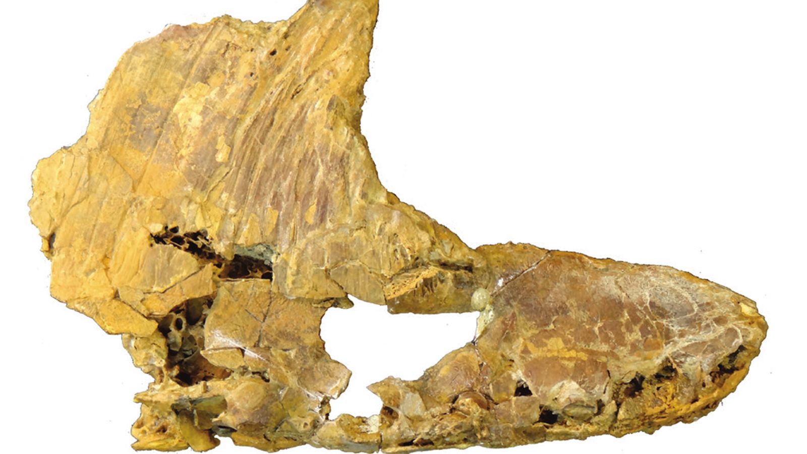 El cráneo del  'Iberodactylus Andreui'