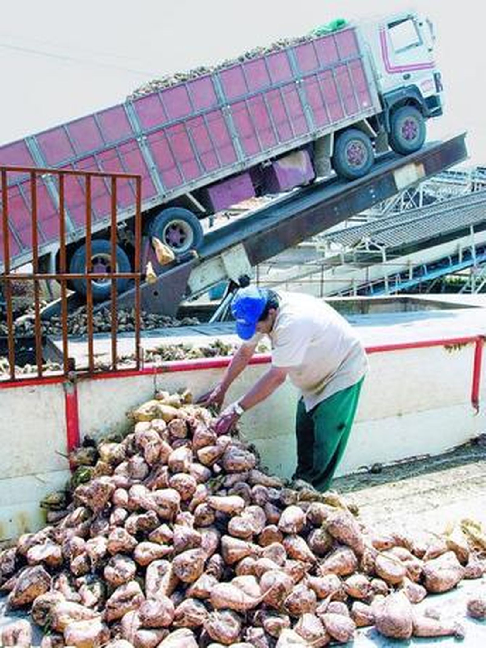 Un remolachero, con su cosecha.