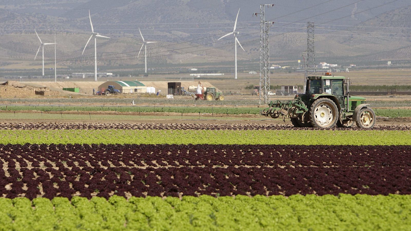Cultivo de lechugas en Almería.