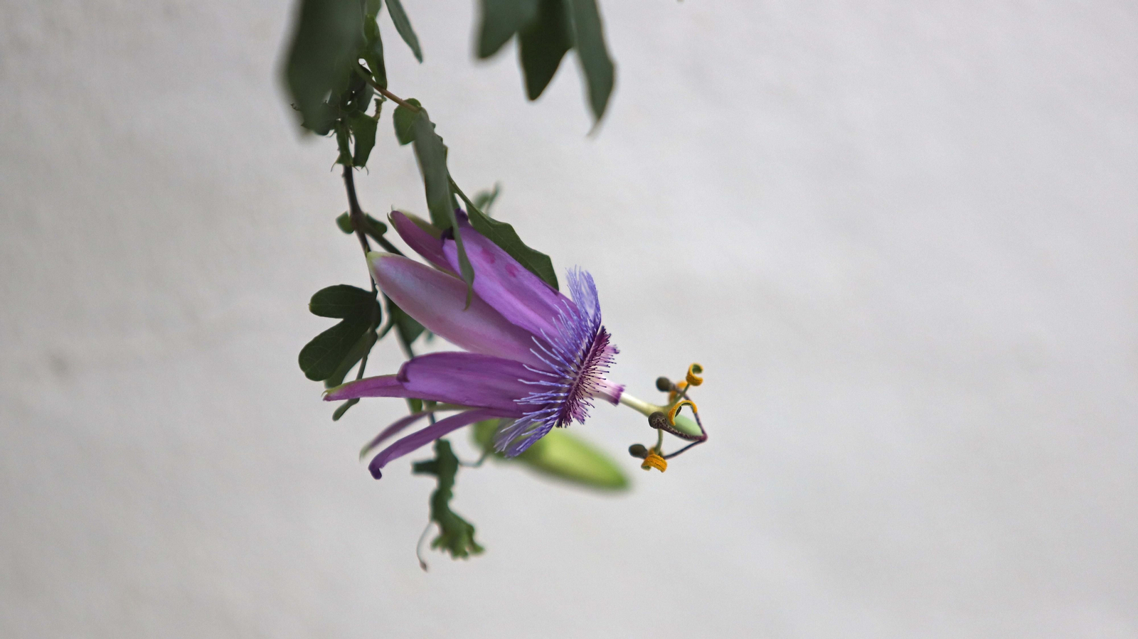 Las mejores fotos del castillo de Castellar