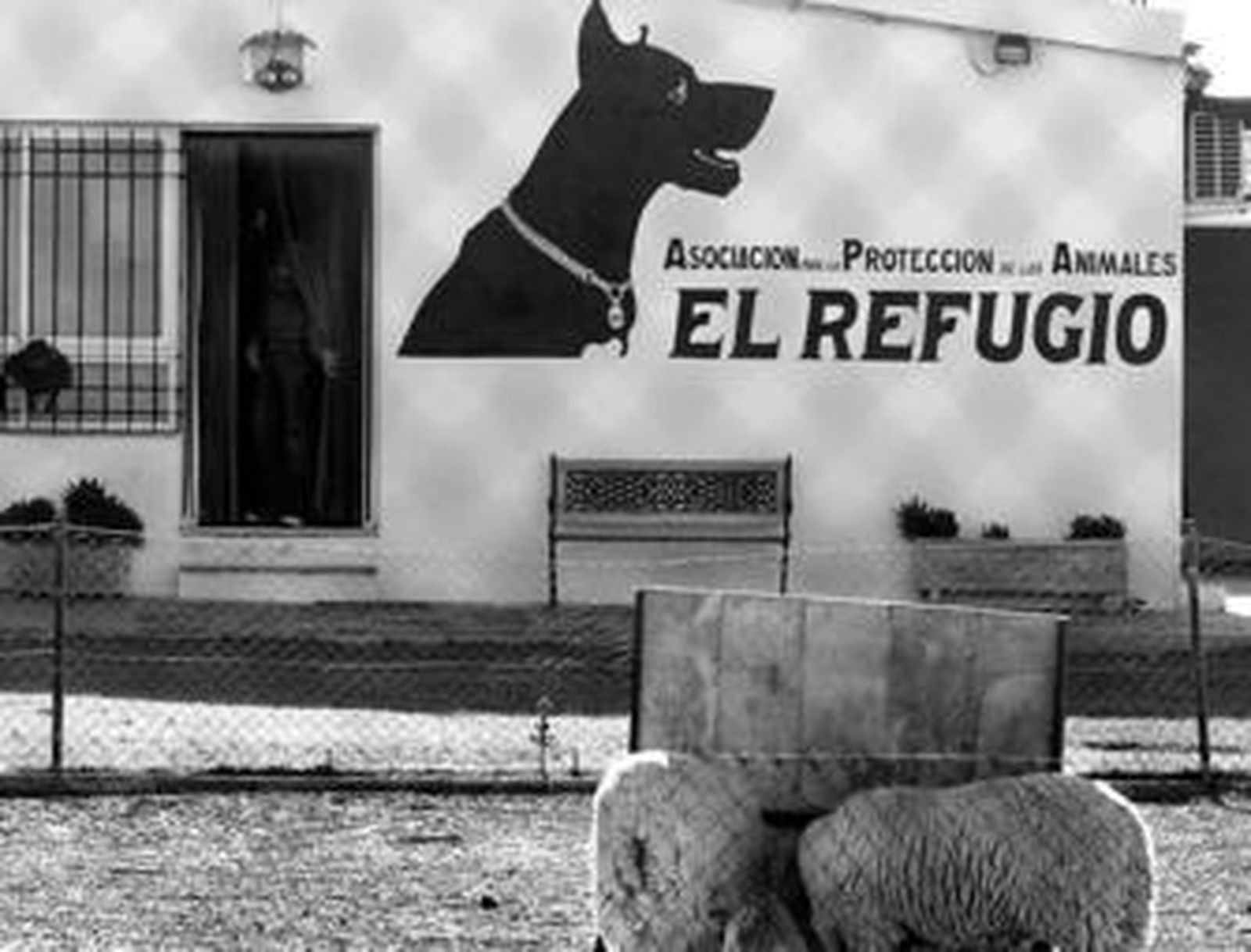 Una imagen de archivo de la perrera, días después de ser clausurada.