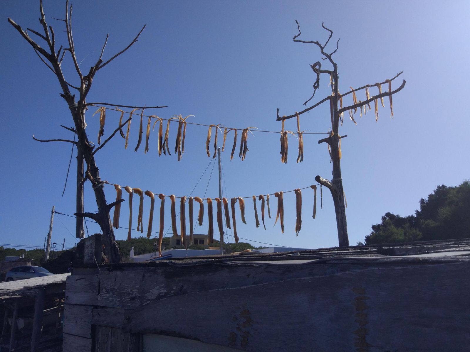 En los 'escars' de Es Caló es habitual el 'peix sec' o pez seco, un manjar que se envasa en aceite de oliva para la ensalada típica de la isla.