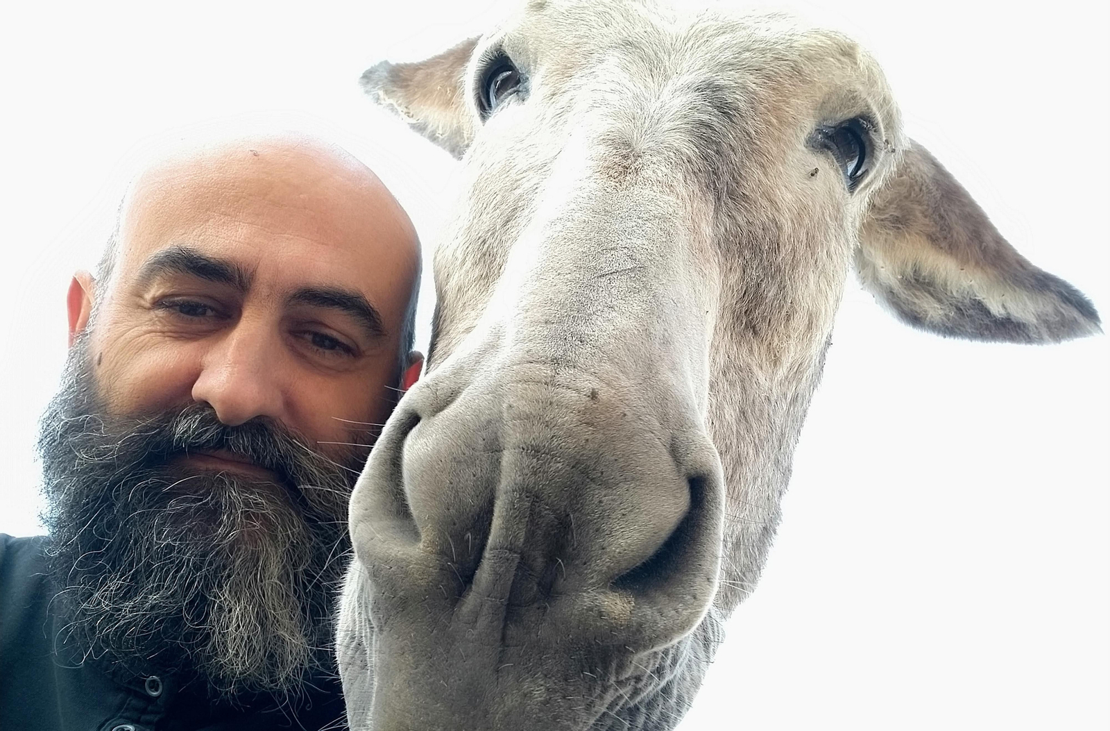 Rafael Pulido junto a su mula de tracción en el XXIV Muestra de Arte Contemporáneo de Doña Mencía.