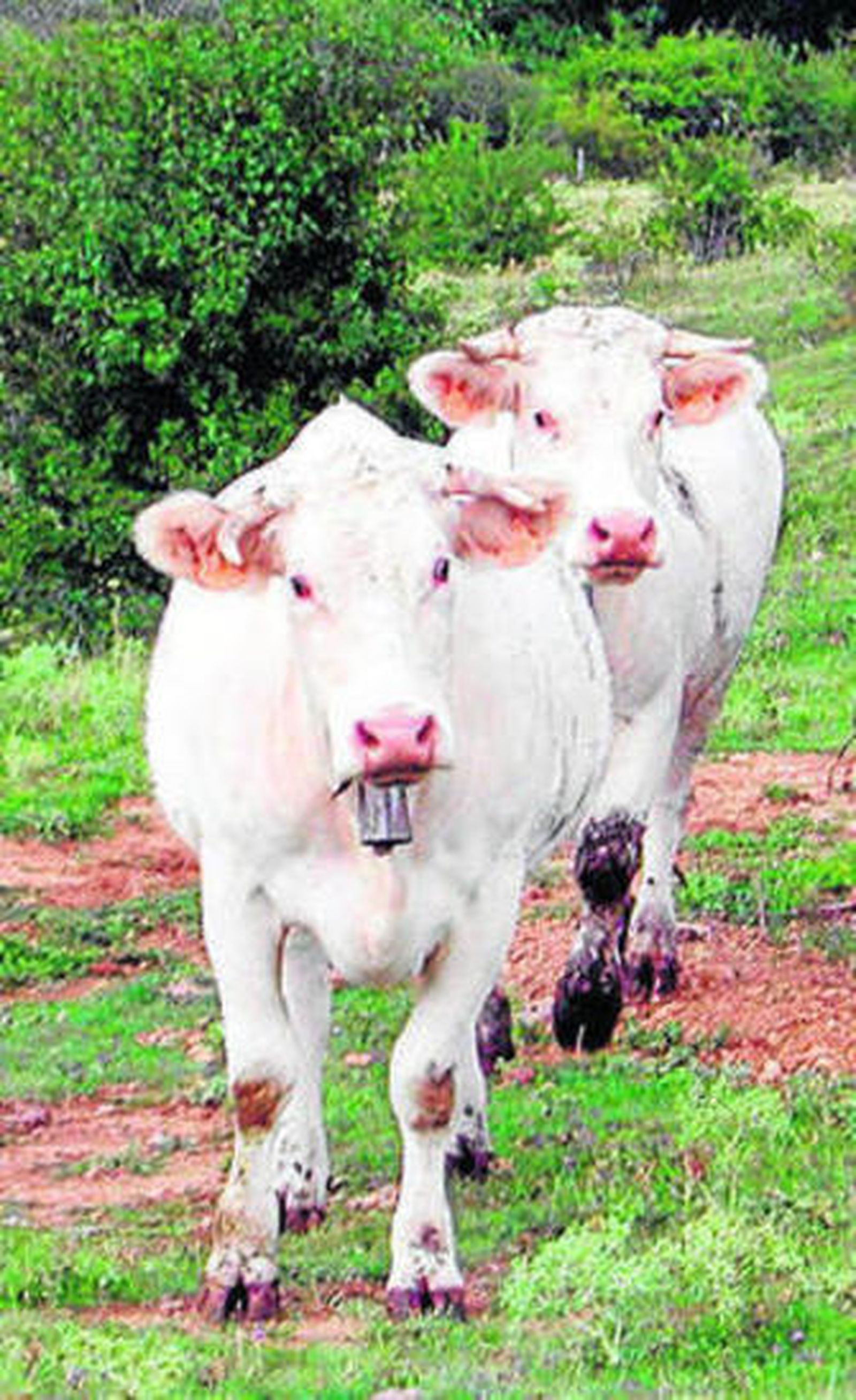 Dos vacas en el campo.