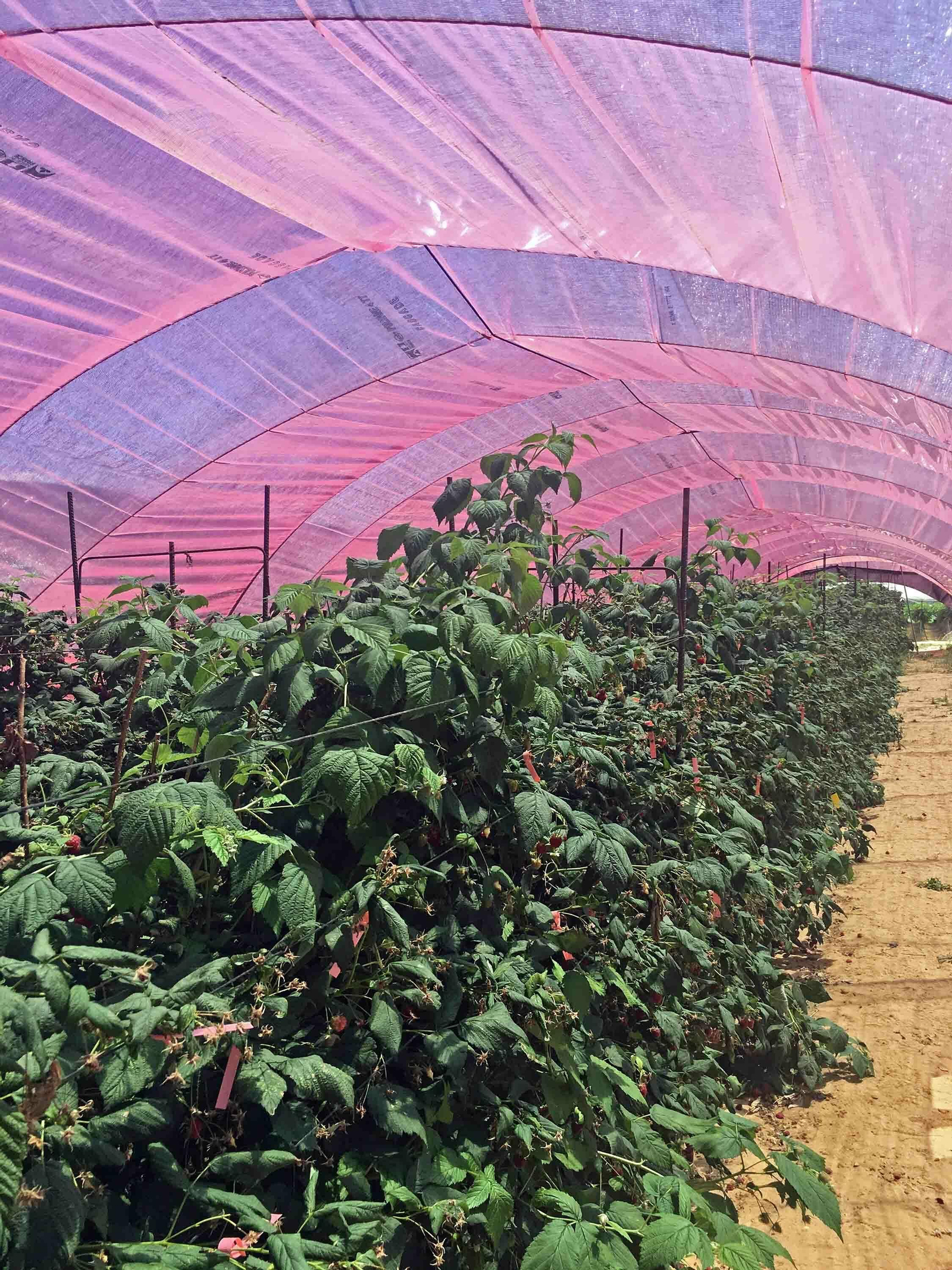Imágenes de los plásticos luminiscentes que mejora el rendimiento de los frutos rojos en Huelva Imágenes de los plásticos luminiscentes que mejora el rendimiento de los frutos rojos en Huelva