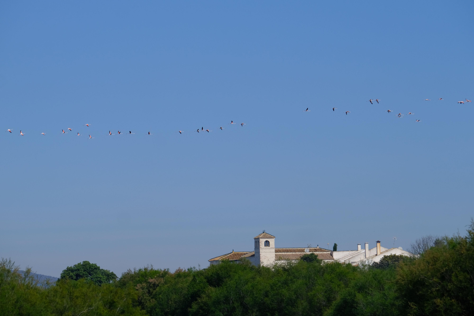Miles de flamencos llegan a Fuente de Piedra tras las lluvias, en fotos.