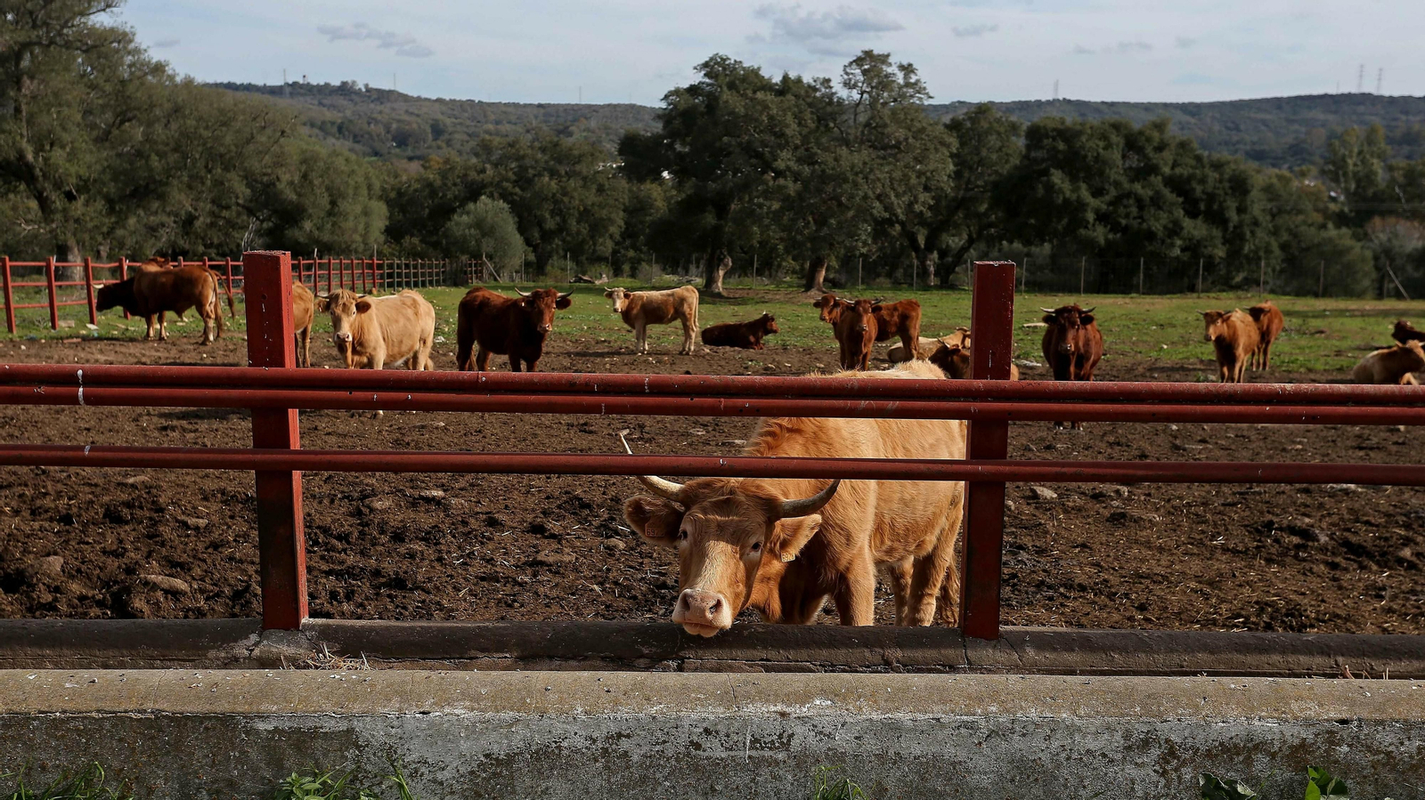 Las mejores fotos de la finca La Almoraima