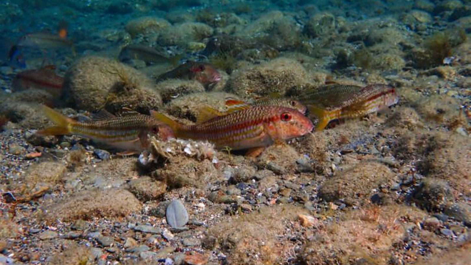 Salmonete de roca (Mullus surmuletus)