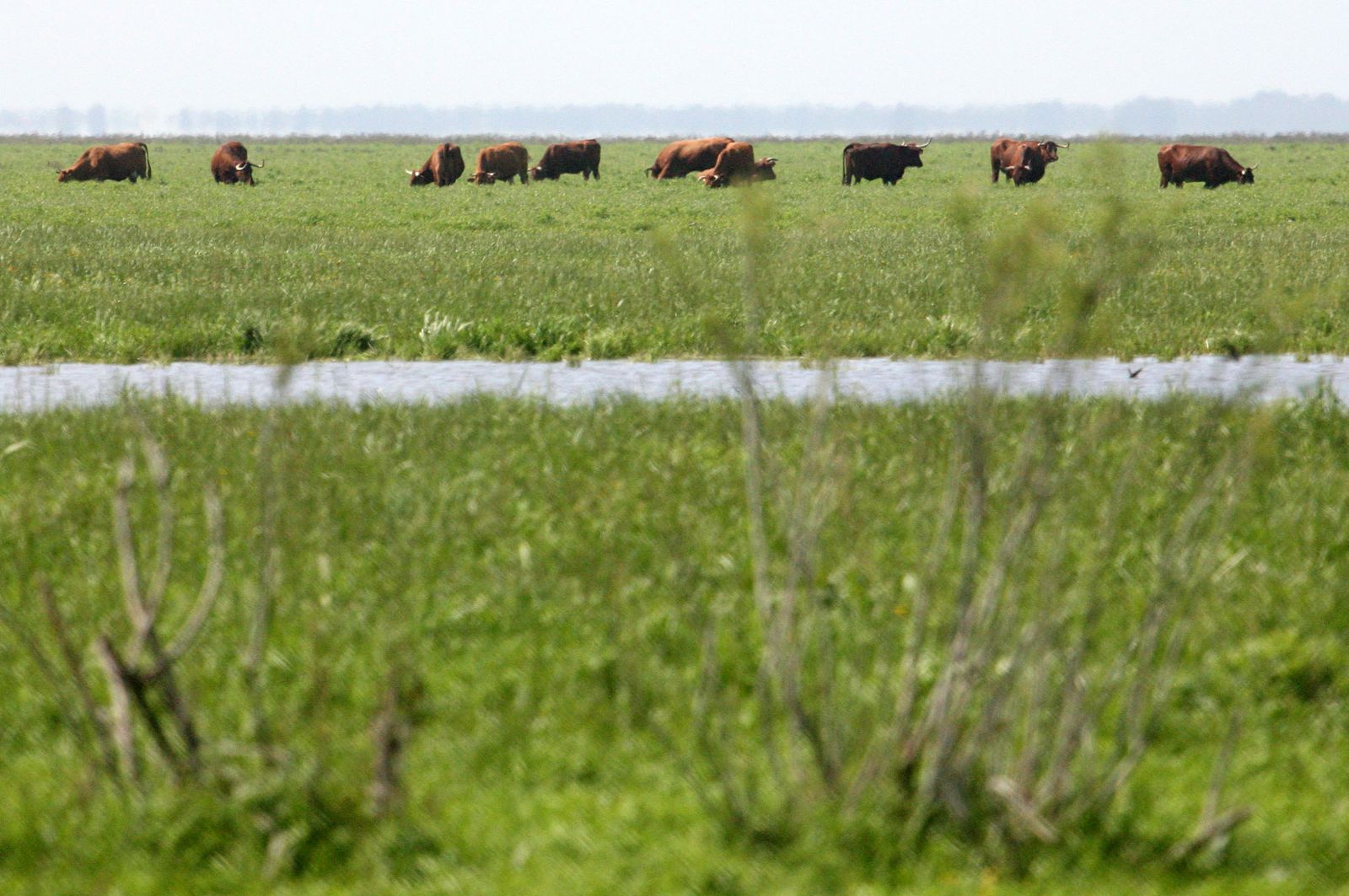 Parque Nacional de Doñana.