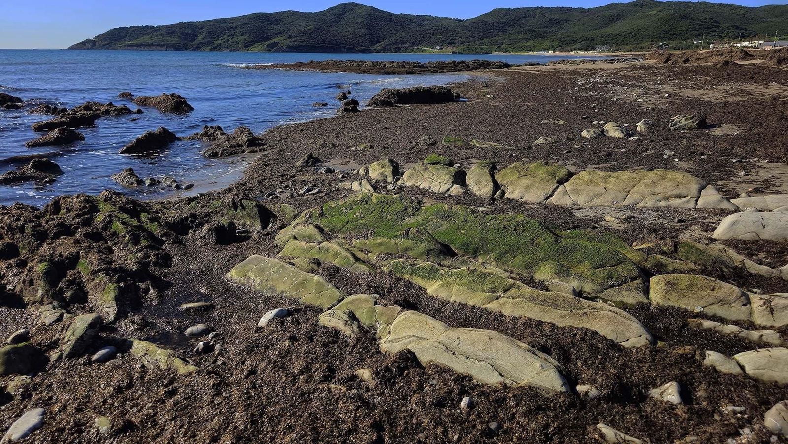 Imágenes del manto de alga parda en la playa de Getares