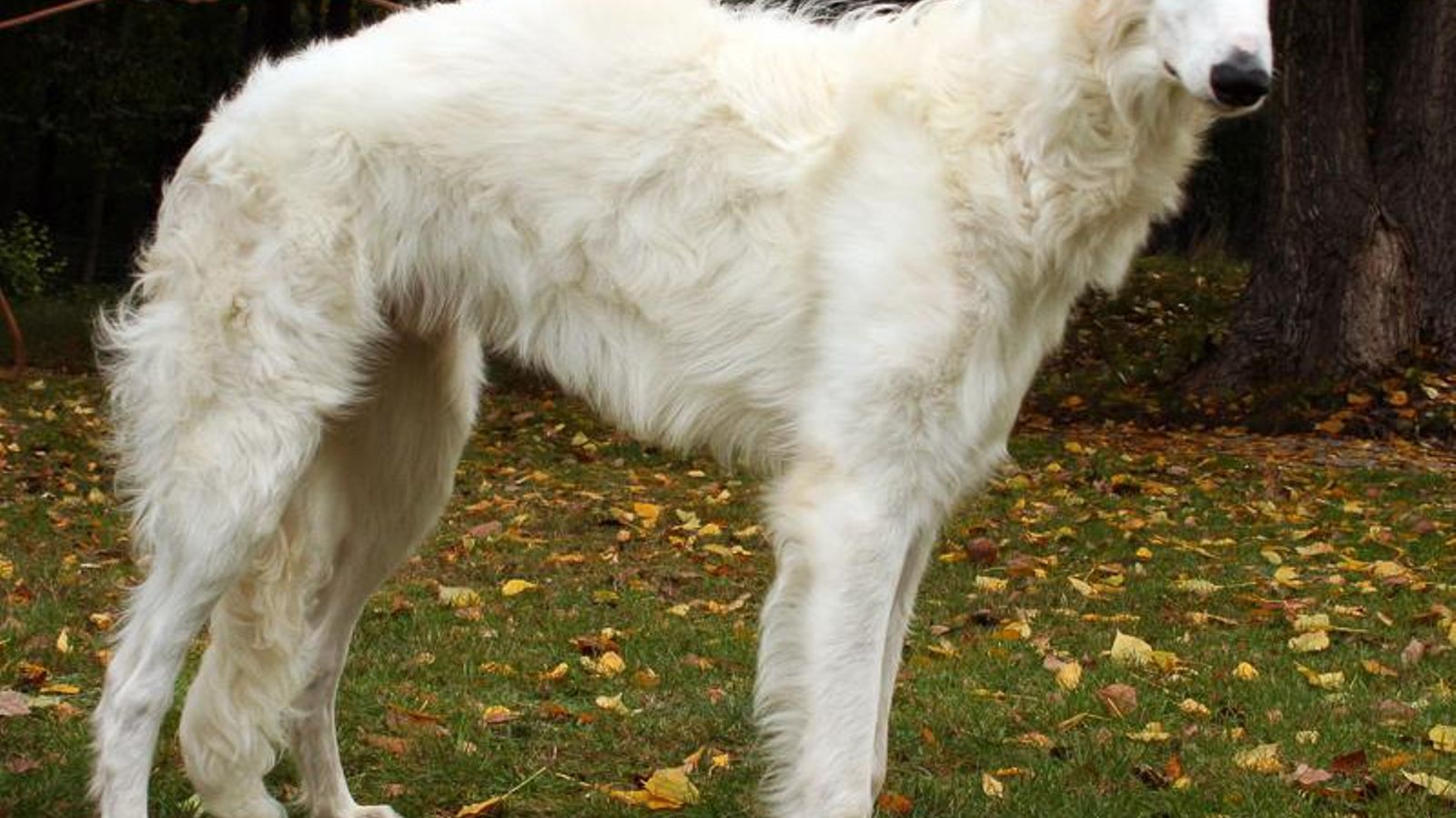 borzoi