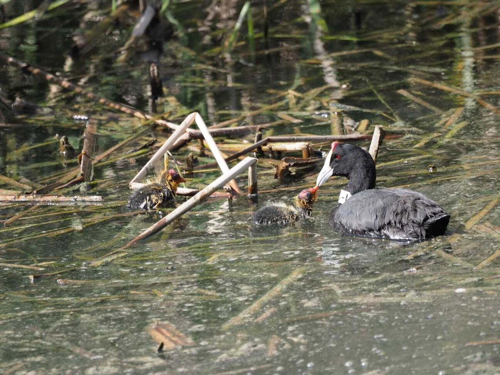 Uno de los ejemplares donados por la Cañada de los Pájaros al Alamillo.