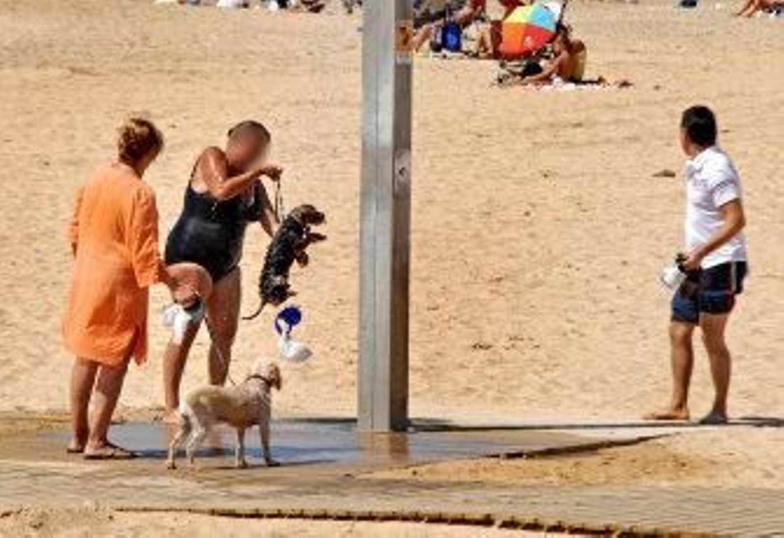Los municipios del litoral no podrán habilitar playas para perros