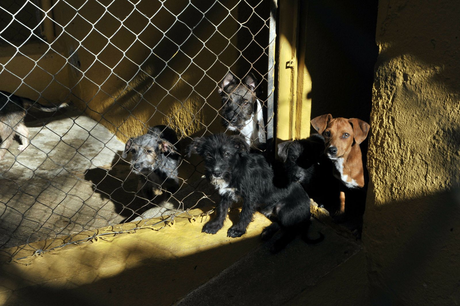 Centro de Animales Abandonados y Perdidos de Villamartín.