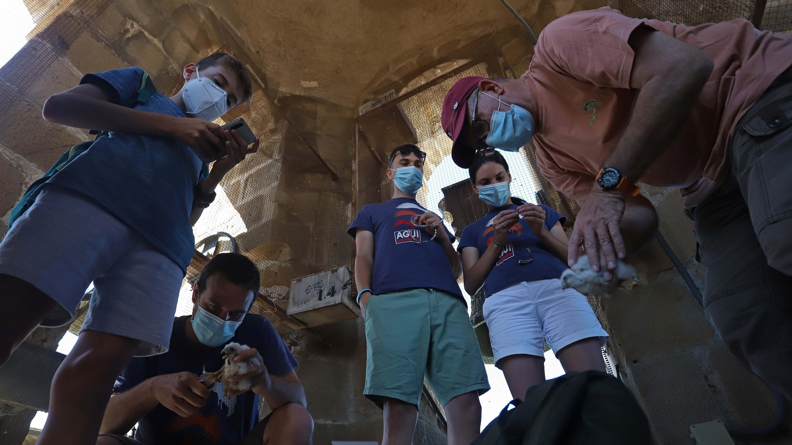 Anillamiento de cernícalos primilla del grupo Tumbabuey en Los Barrios