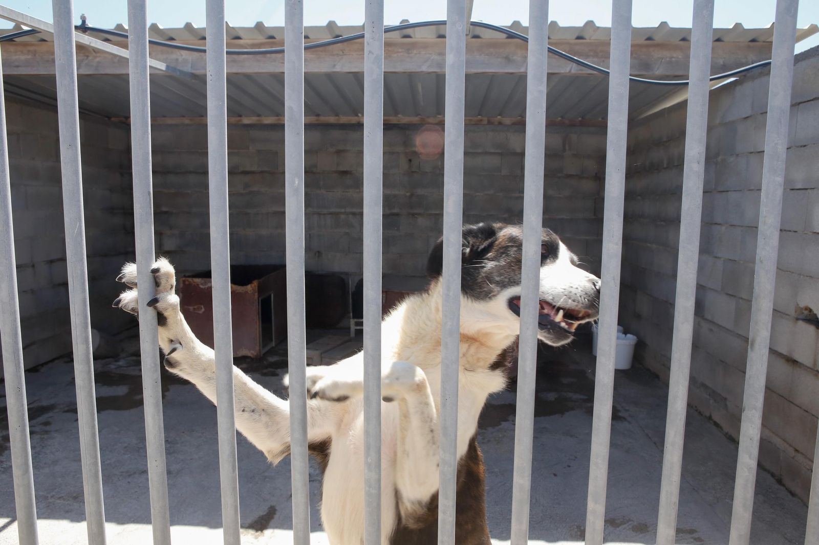 Las fotos de la protectora de animales de La Línea El gato andaluz