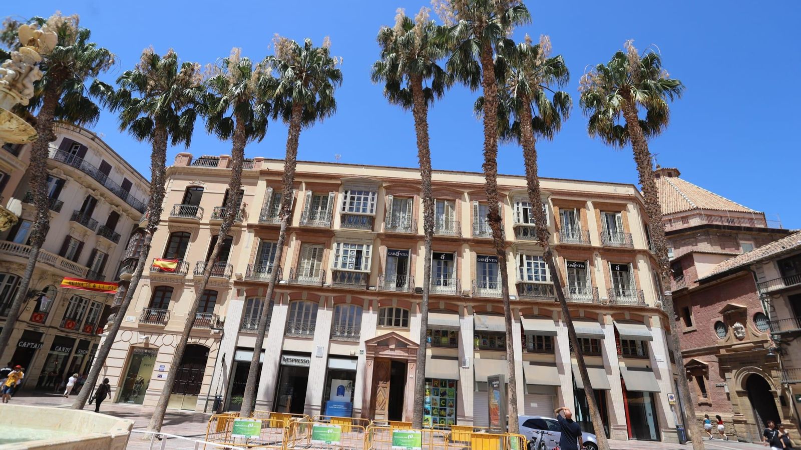 Palmeras de la plaza de la Constitución de Málaga.