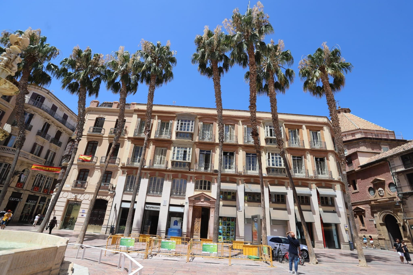 Palmeras de la plaza de la Constitución de Málaga.