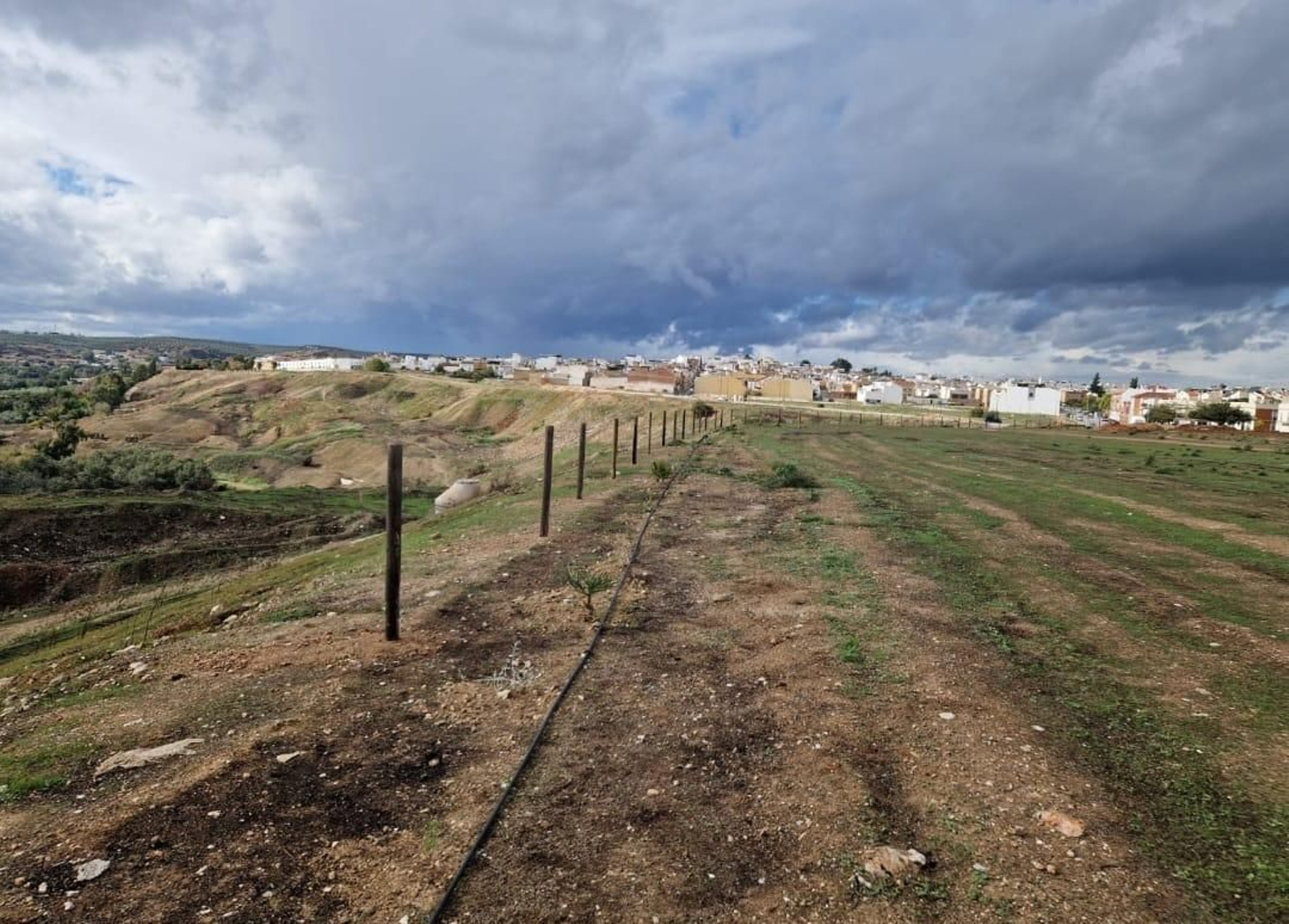 Zona de La Pitilla donde se ha realizado la plantación de 400 especies autóctonas.