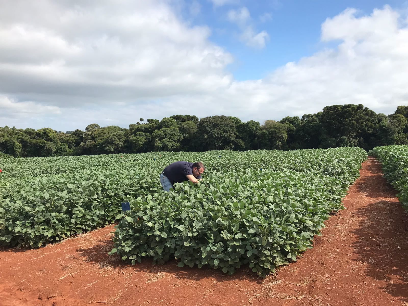 Cultivo de soja en Sao Paulo (Brasil), donde Ecoculture está presente.