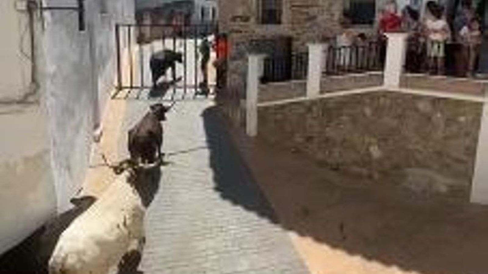 Matan a una vaca tras escaparse durante las fiestas de un pueblo de Castellón