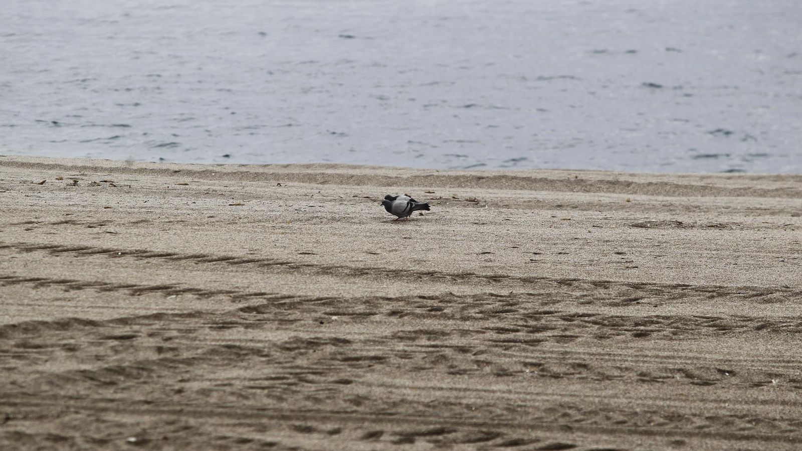 Una paloma pasea solitaria por la playa en el Zapillo.